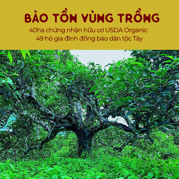 Trà Đen Loại đặc biệt | 100% Chứng nhận hữu cơ USDA Organic | Loại 1 búp 2 lá lên men | Thơm mạch nha, Đậm vị, ngọt hậu sâu 100g