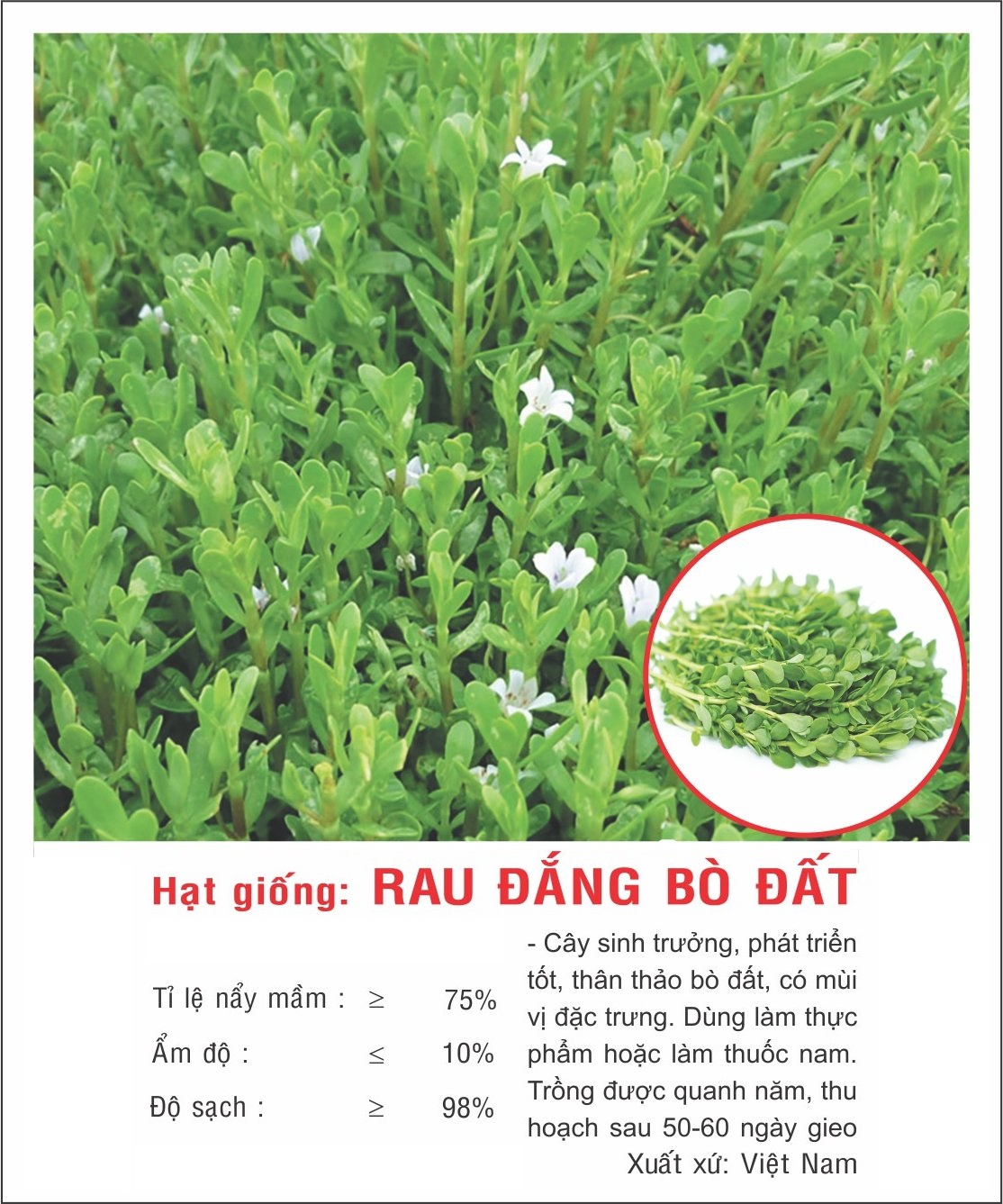 Hạt giống Rau đắng VTP150