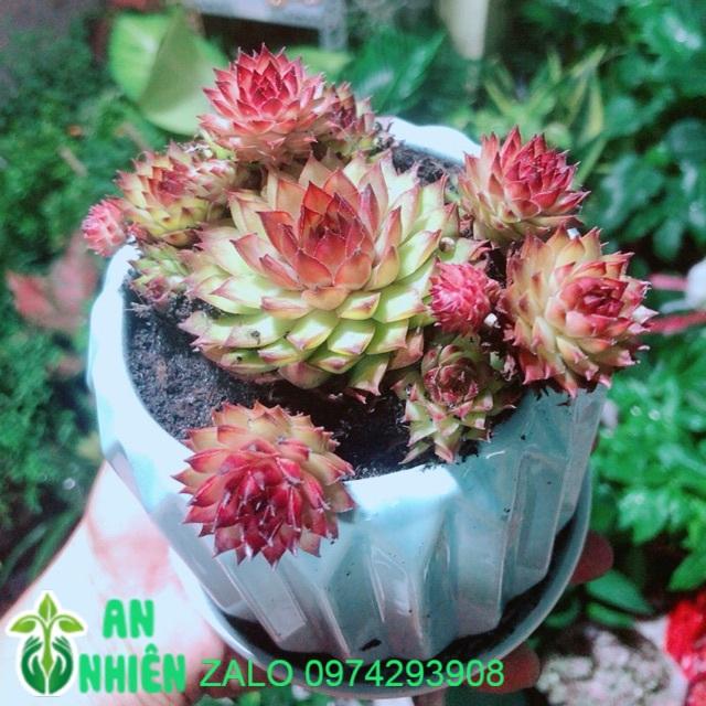 Chậu Cây Phật Bà Đỏ