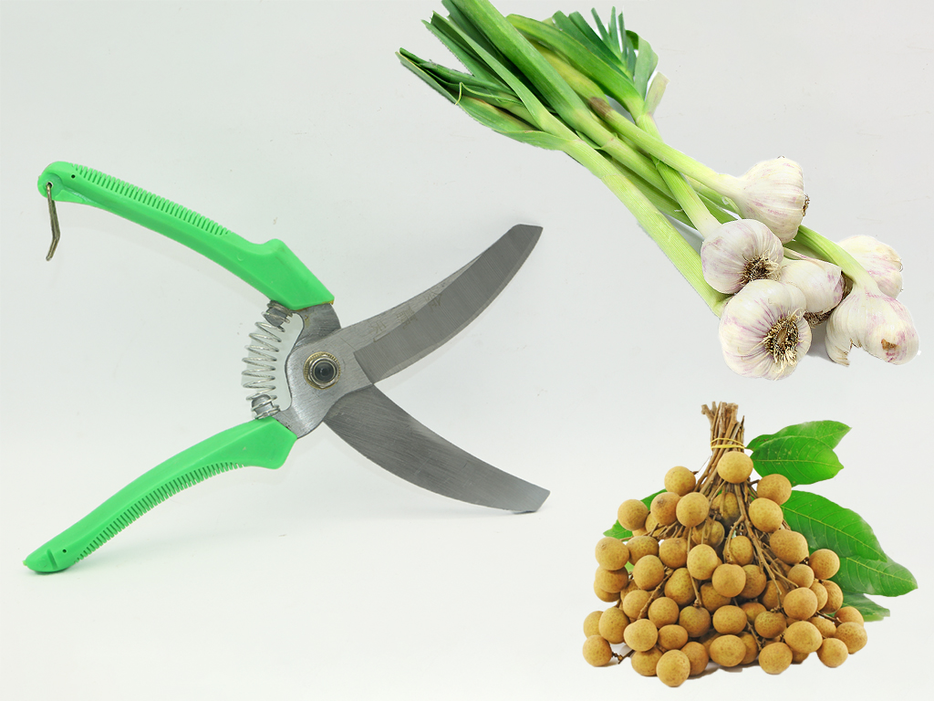 Kéo thu hoạch tỏi và trái cây lưỡi cung