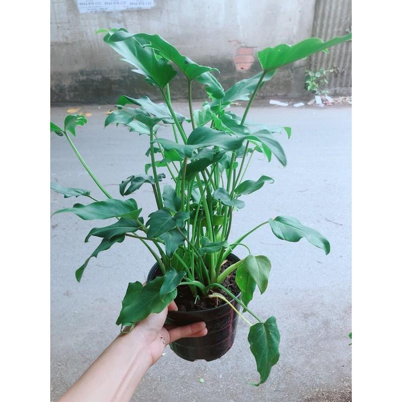 Trầu Bà Chân Vịt