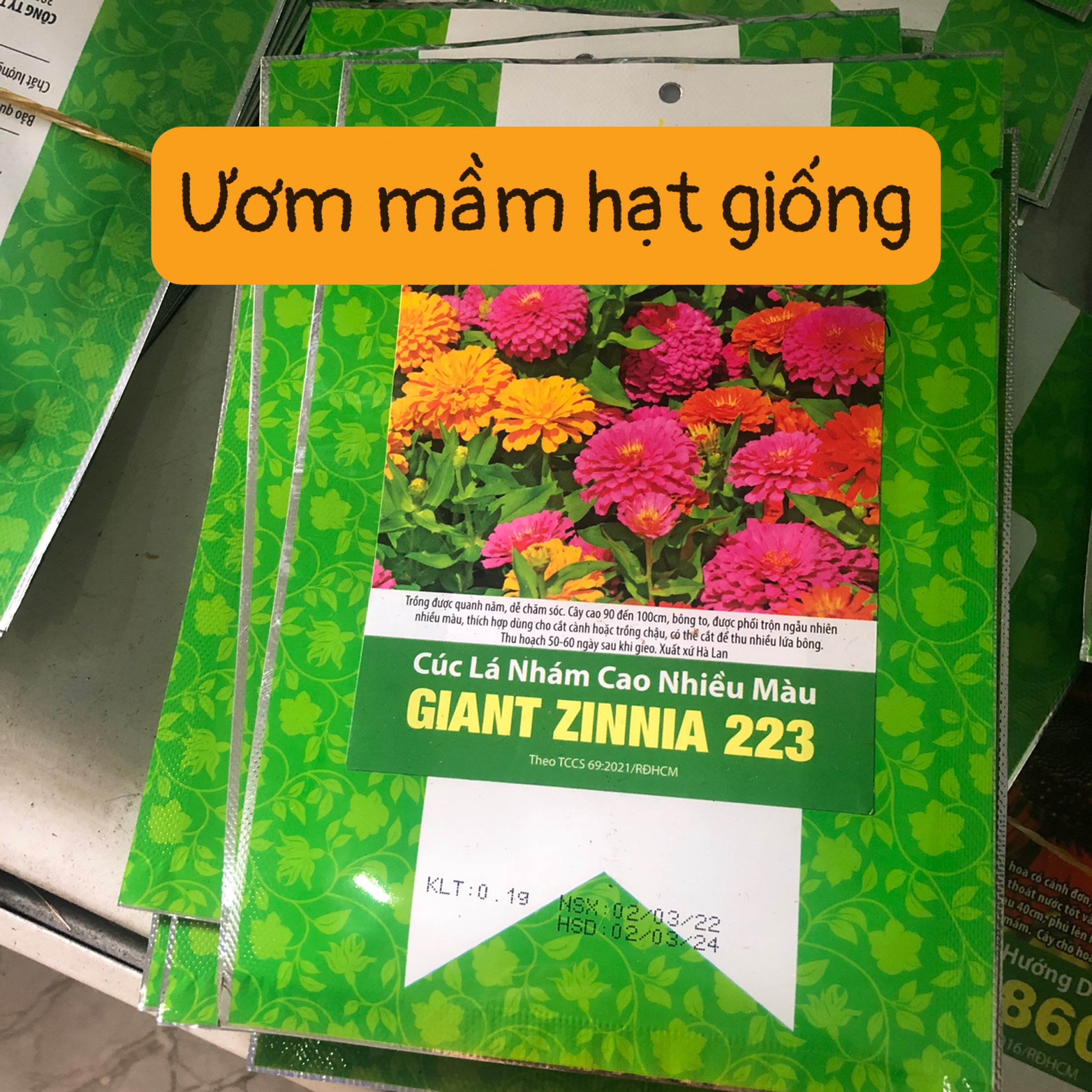 Hạt giống Cúc lá nhám cao nhiều màu 223