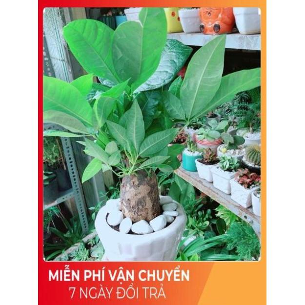 Chậu Kim Ngân Chân Voi