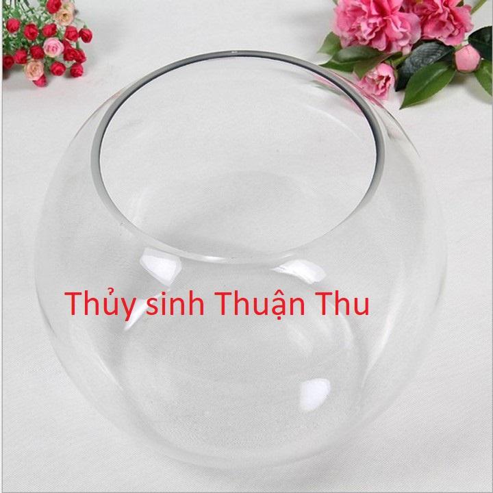 Chậu thủy tinh Nuôi Cá, Trồng Cây Mini_bể thủy tinh
