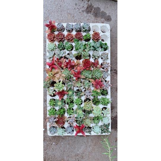 Sen Đá Vỉ 84 Cây