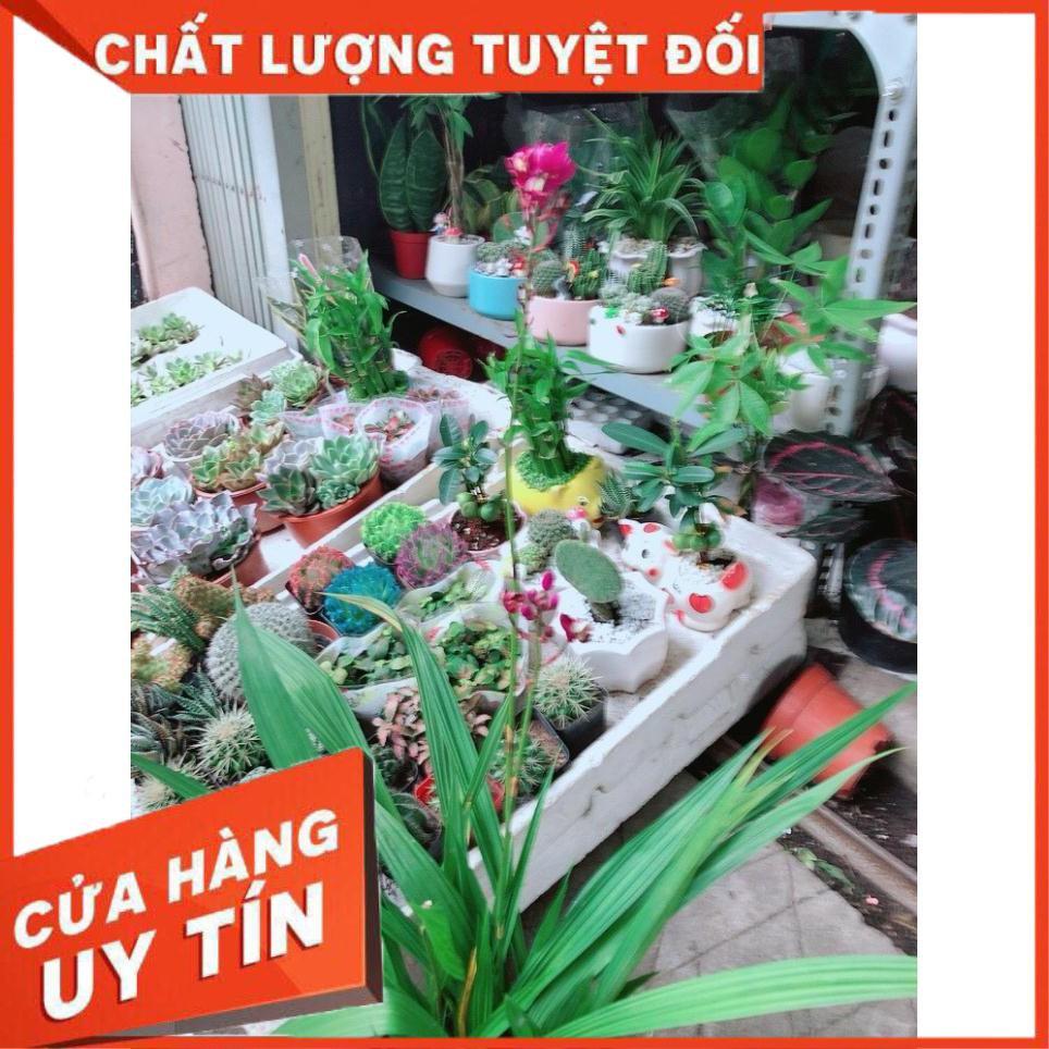 Cây Lan Đất Nhiều Người Mua