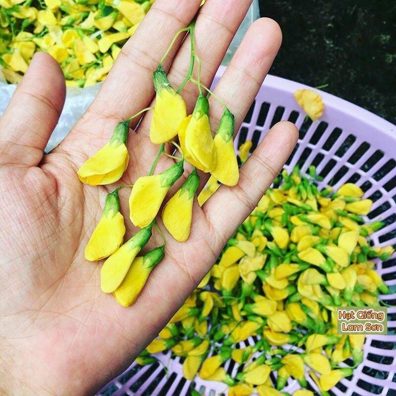 HẠT GIỐNG BÔNG ĐIÊN ĐIỂN - Loài Cây Quý Hiếm, Món Ăn Đặc Sắc Miền Tây Sông Nước.