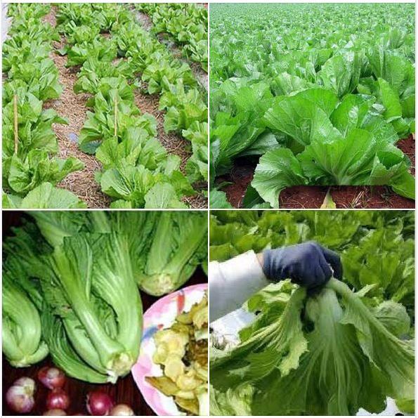 Hạt giống rau cải bẹ dưa cao sản - Gói 1kg