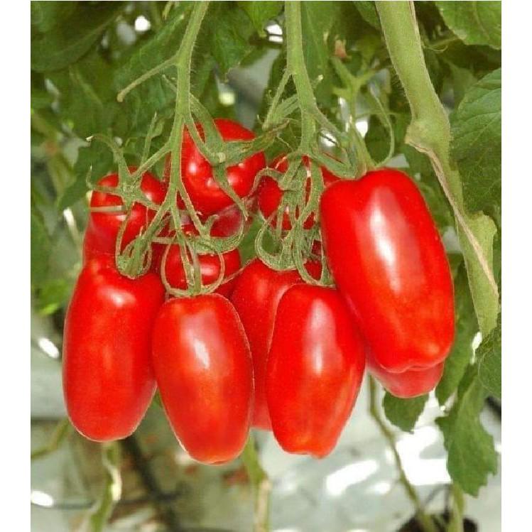 Hạt giống cà chua chuối 30 hạt/gói