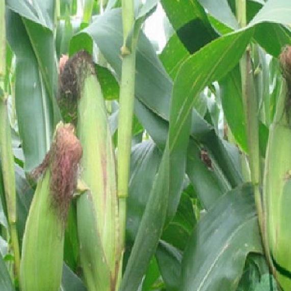 Hạt giống ngô mỹ vàng ngọt-gói 30 hạt-tặng kèm gói phân bón lót