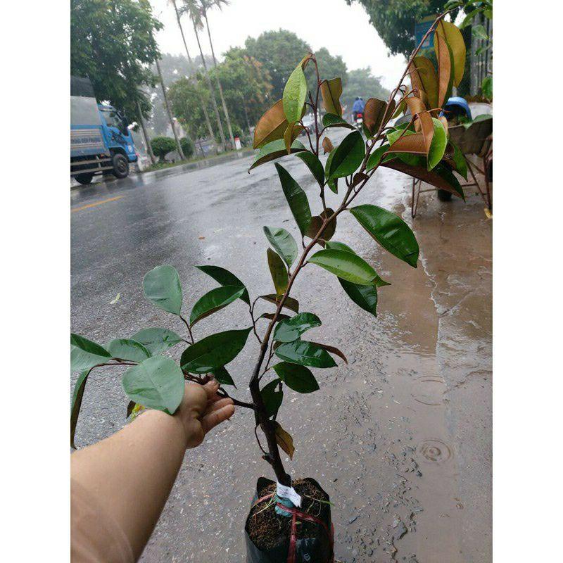 Cây giống vú sữa bơ hồng .