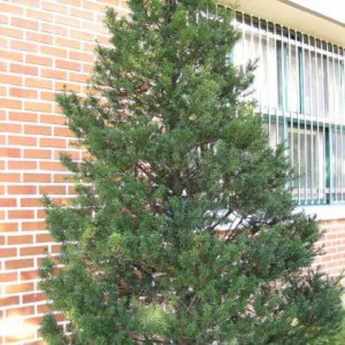 Cây giống cây thông caribe - kh40dl