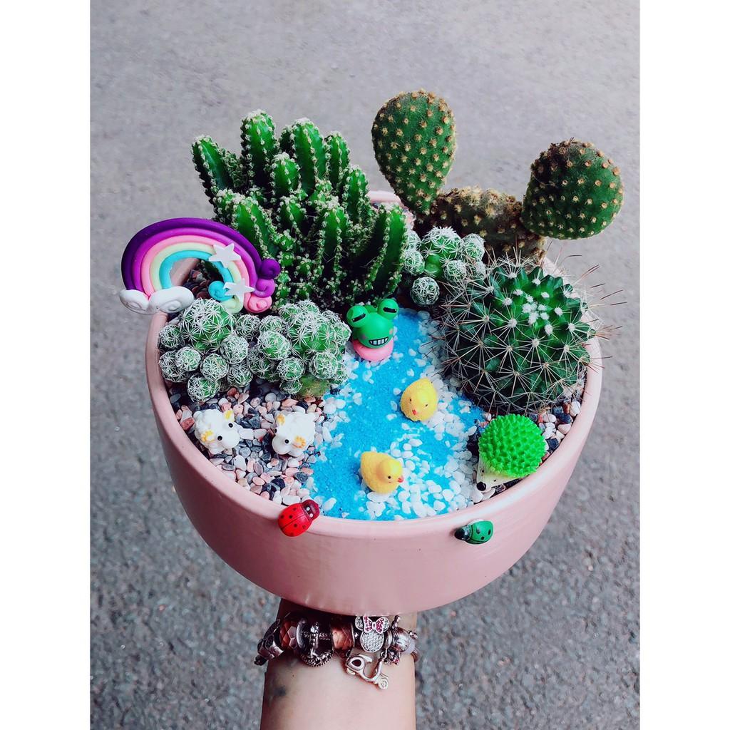 Chậu xương rồng tiểu cảnh