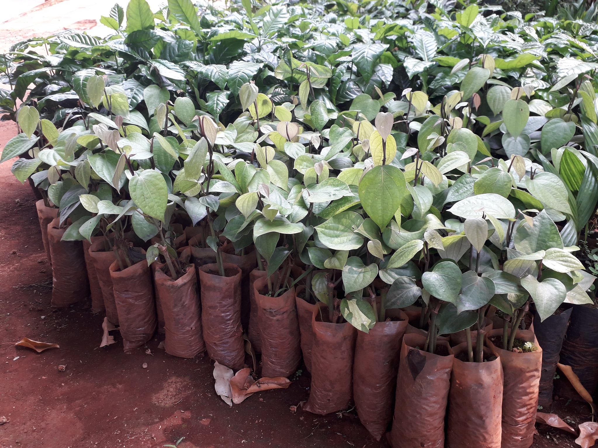 Cây giống Tiêu Trâu.