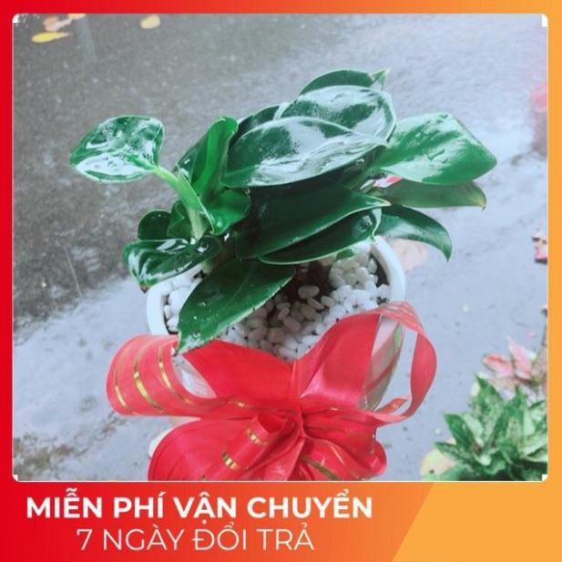 Chậu Trầu Bà Đế Vương Xanh