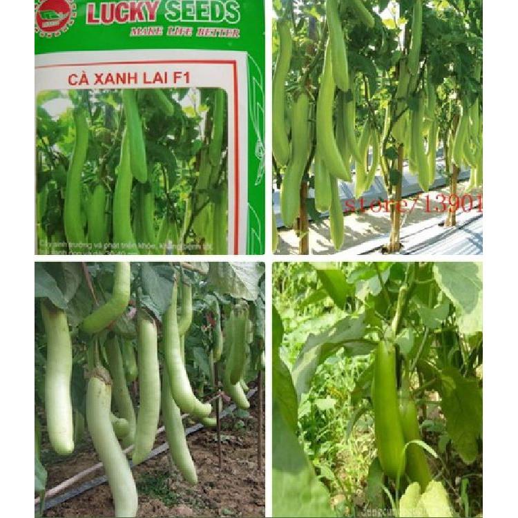 Hạt giống cà xanh lai trái dài - 2gr/gói