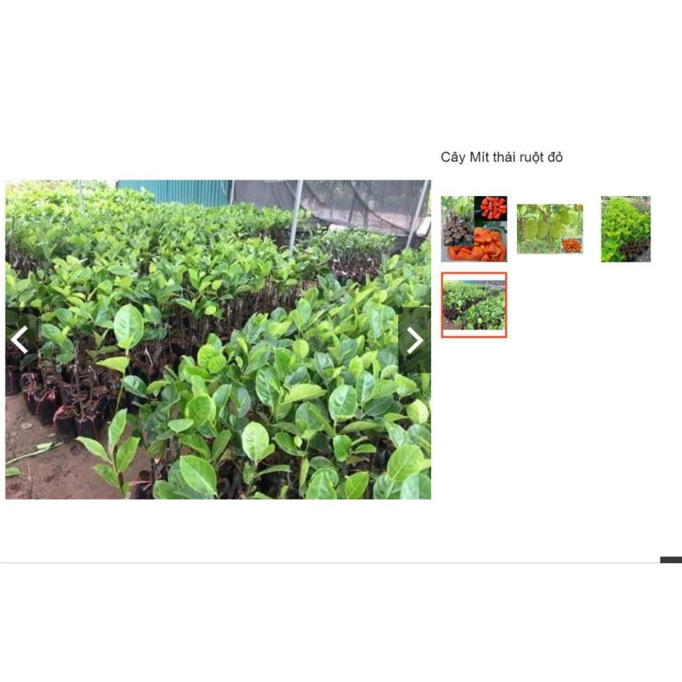Sản phẩm Cây Ăn Trái cây giống mít thái ruột đỏ