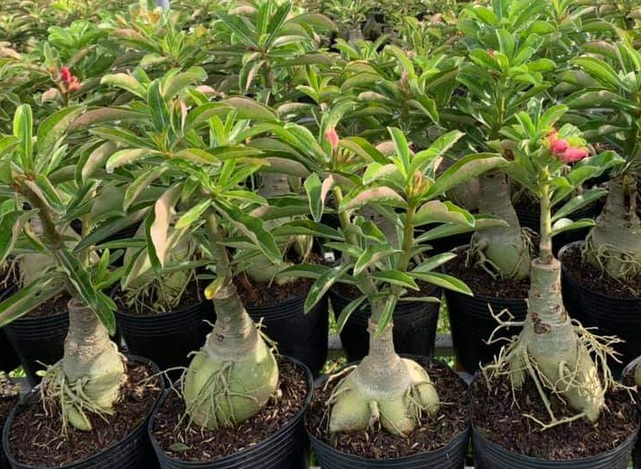 Sứ Phi Vân Một Cốt, Cao 20-30cm - Cây Sứ Thái, Cây Chơi Củ