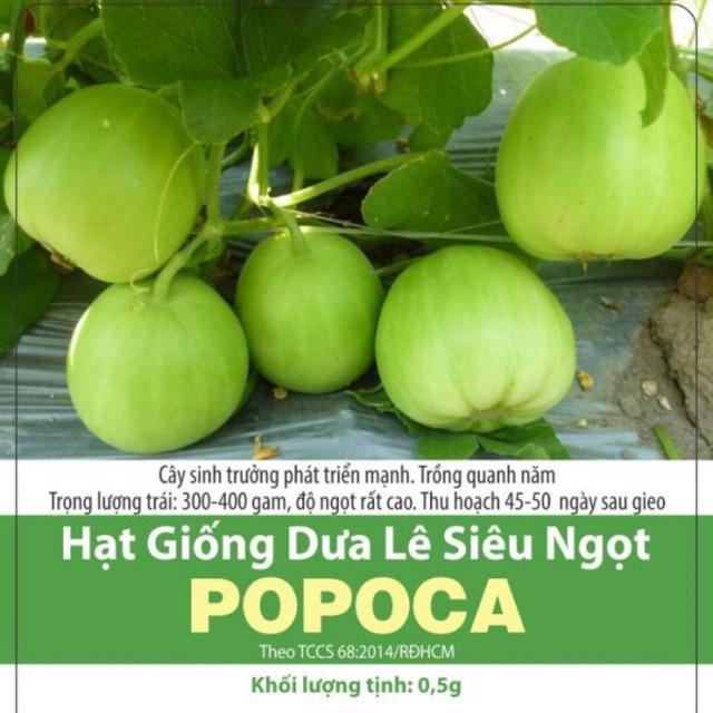 Hạt Giống Dưa Lê Siêu Ngọt Popoca