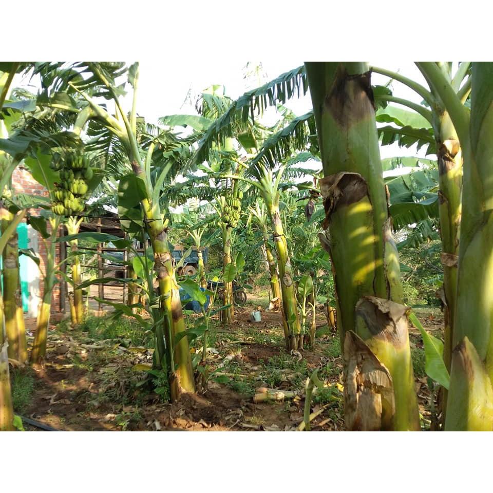 Cây giống chuối tây - chuối sứ