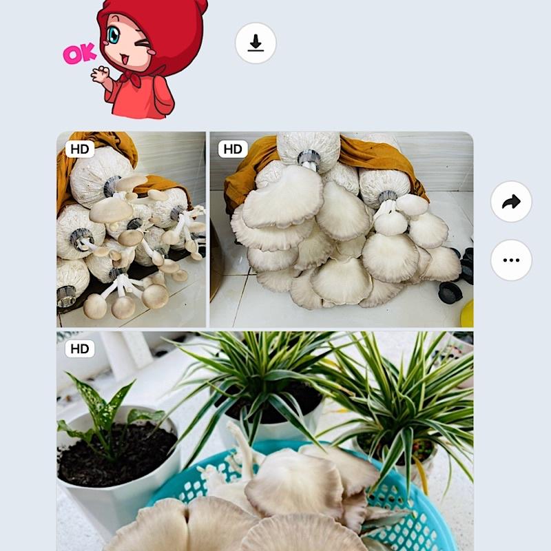 Combo 5 cái nắp nhựa phi 34 xử lý phôi nấm
