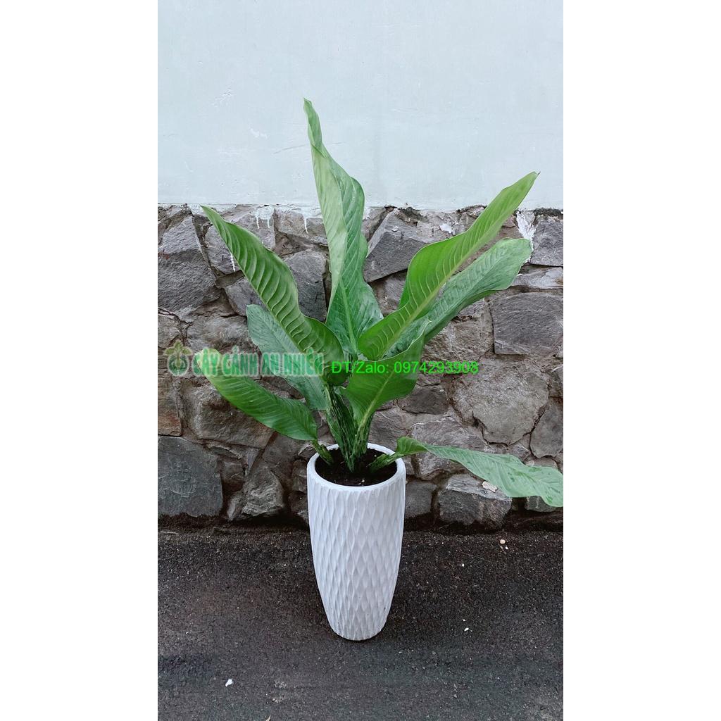 Chậu Cây Đại Phú Gia