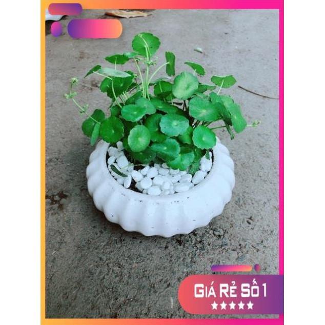 Chậu Cỏ Đồng Tiền