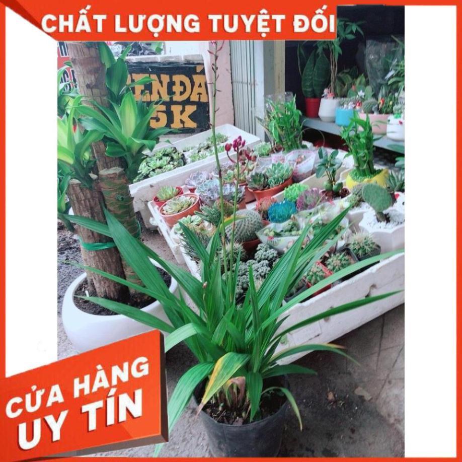 Cây Lan Đất Nhiều Người Mua