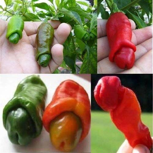 Gói 5 hạt giống ớt Peter giống chuẩn