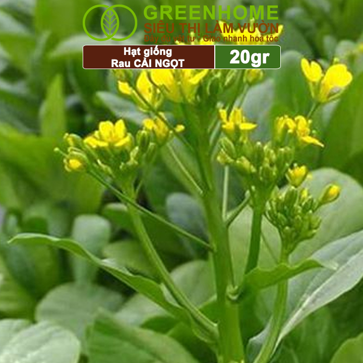Hạt Giống Rau Cải Ngọt Greenhome, Gói 20g, Dễ Trồng Quanh Năm, Nảy Mầm Cao, Thu Hoạch Nhanh, Năng Suất Cao R03