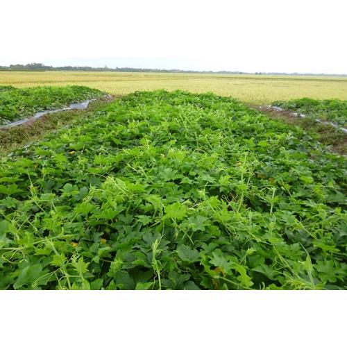 20g Hạt giống Bí Đỏ siêu ngọn, bí siêu đọt