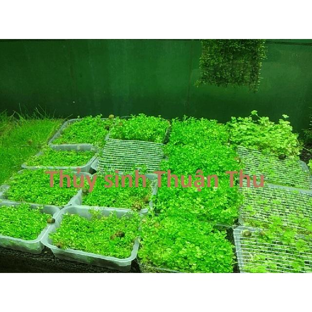 Cây Trân Châu Ngọc Trai - Cây trãi nền thủy sinh