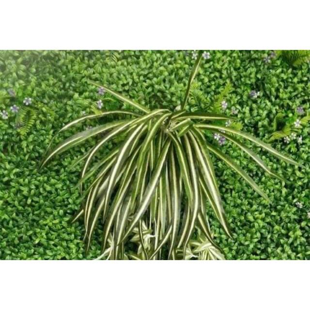 Hoa Giả - Cụm Lá Tóc Tiên Rủ Dài 60cm Loại Đẹp