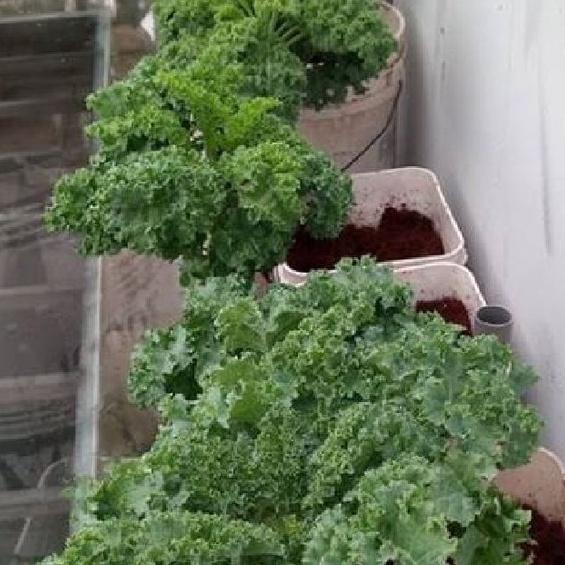 Gói 20 hạt . Hạt giống Cải xoan xanh Kale/tặng kèm gói phân bón lót