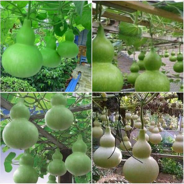 Combo 3 gói Hạt giống bầu hồ lô-gói 5 hạt-tặng kèm gói phân bón lót