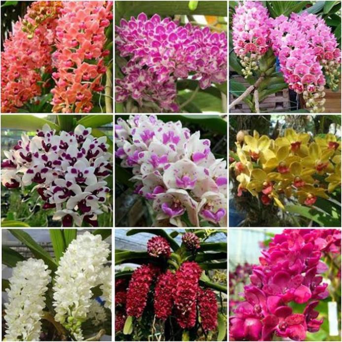 Sản Phẩm Hoa lan đai châu trắng đài loan