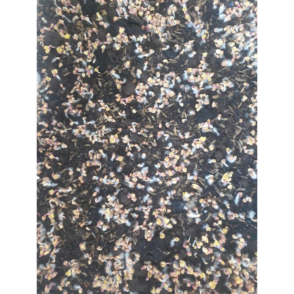 Hạt giống Rau Mầm đỏ