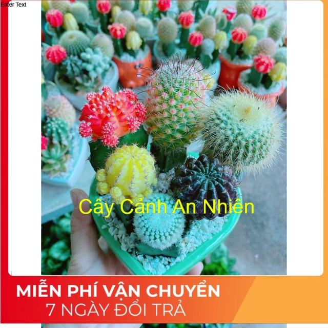 Chậu xương rồng tiểu cảnh