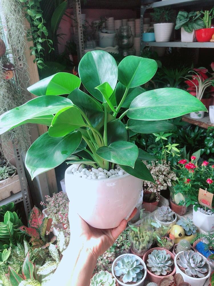 Chậu Trầu Bà Đế Vương Xanh