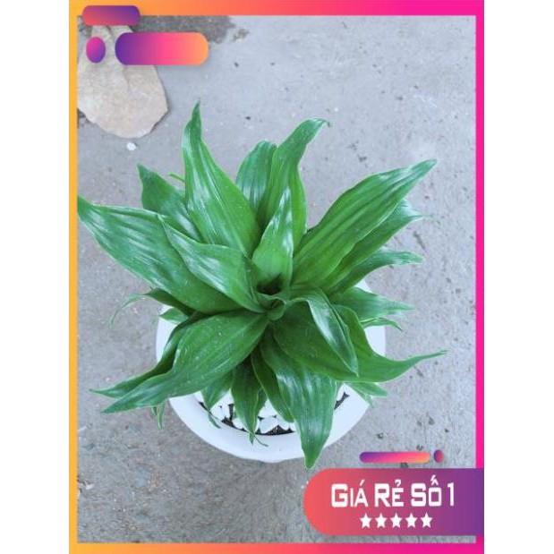 Chậu Phát Tài