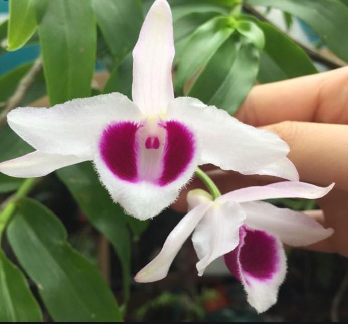 Phi điệp lá mít, phi điệp lá mít bản lá nhựa, phi điệp vương giả cây đẹp