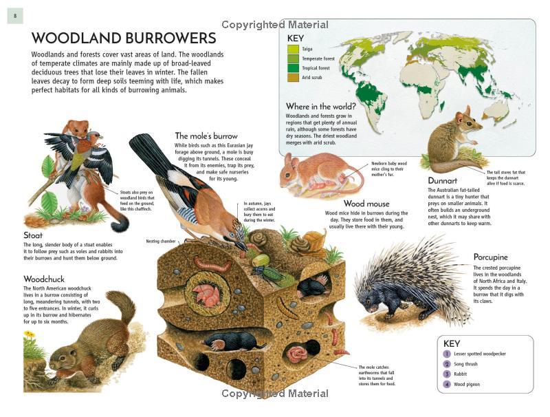Sách ngoại văn: Life Underground - Tunnel Into A World Of Wildlife