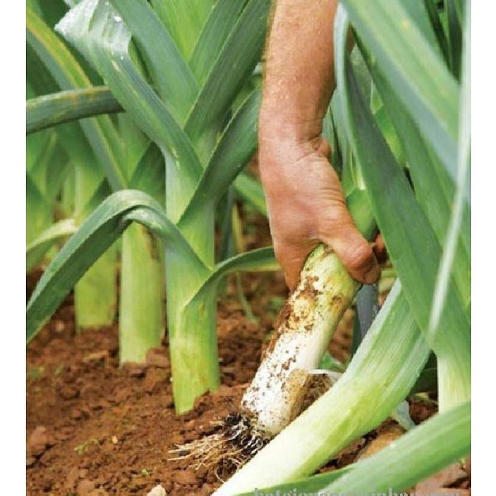 HẠT GIỐNG TỎI TÂY GÓI 1G - TỶ LỆ NẢY MẦM CAO