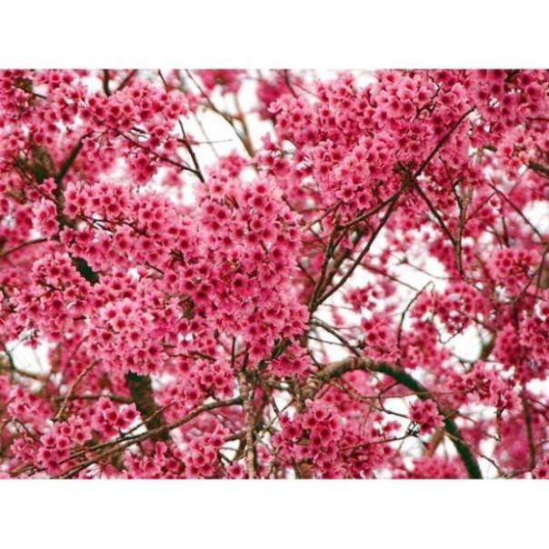Cây giống Muồng Anh Đào Nhật Bản