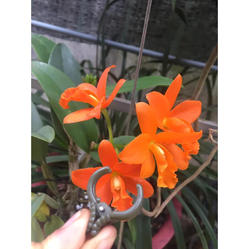 SET 100 cái KẸP BƯỚM CỐ ĐỊNH HOA LAN LOẠI 1