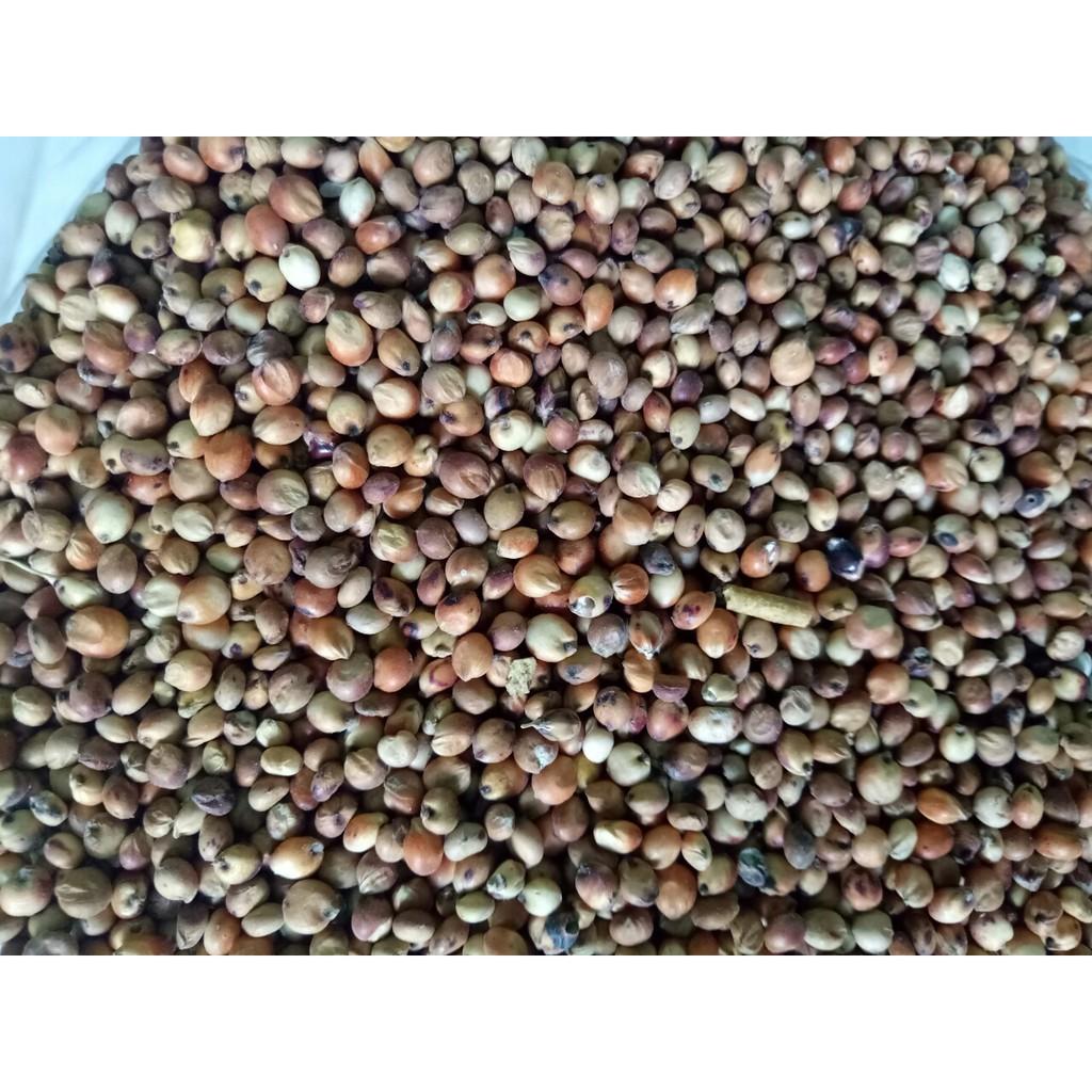 1KG HẠT BO BO ĐỎ (CAO LƯƠNG ĐỎ) cho THÚ CƯNG, VẸT, CHIM CẢNH