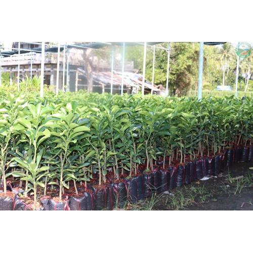 CÂY GIỐNG BƯỞI ĐỎ TÂN LẠC