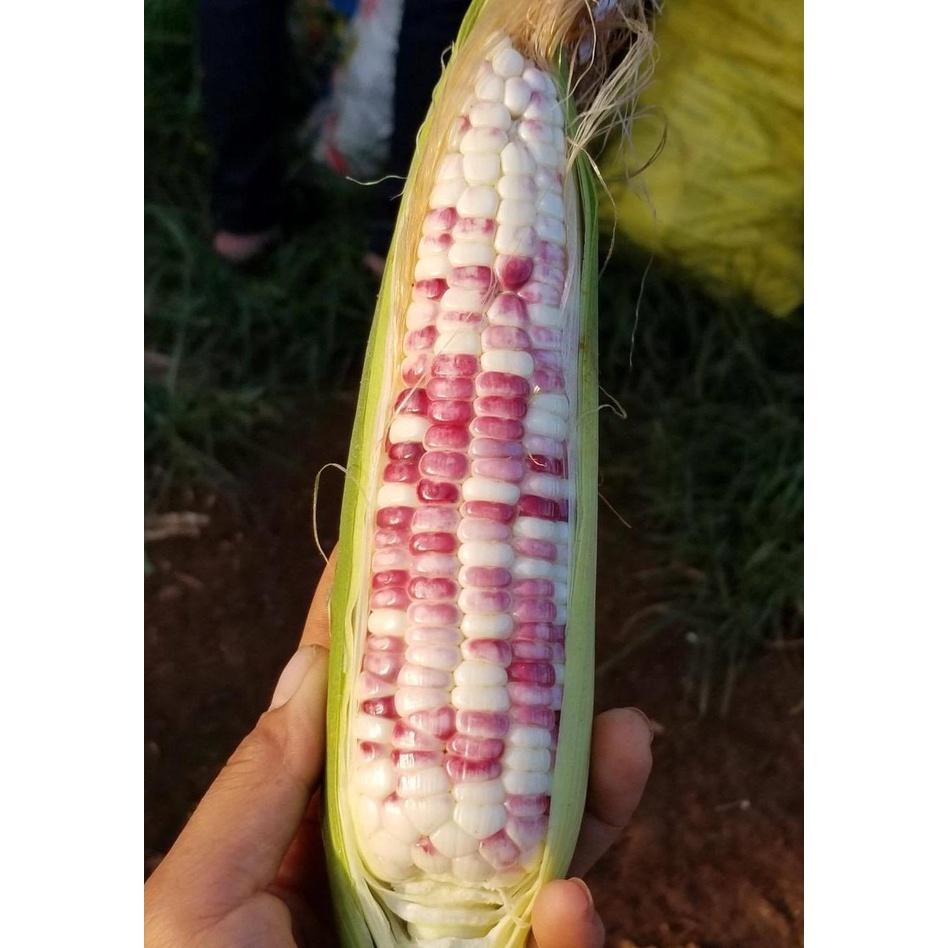 HẠT GIỐNG NGÔ NẾP ĐƯỜNG - NĂNG SUẤT CAO, GIỐNG CHUẨN