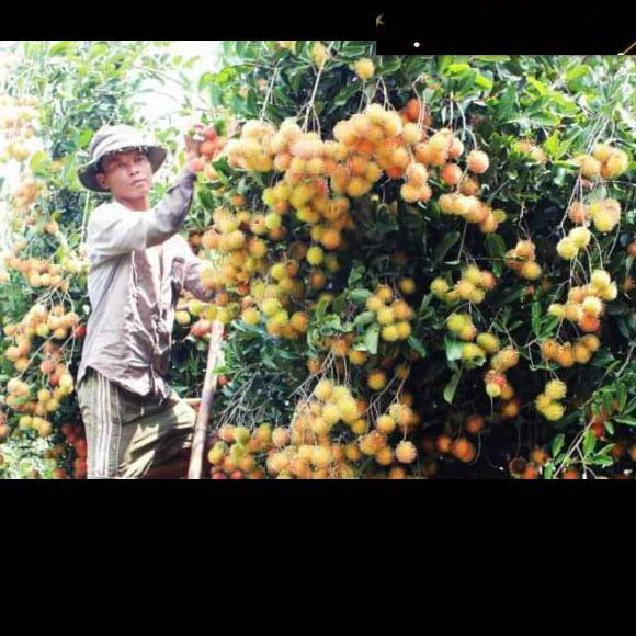 Cây chôm chôm ruột vàng