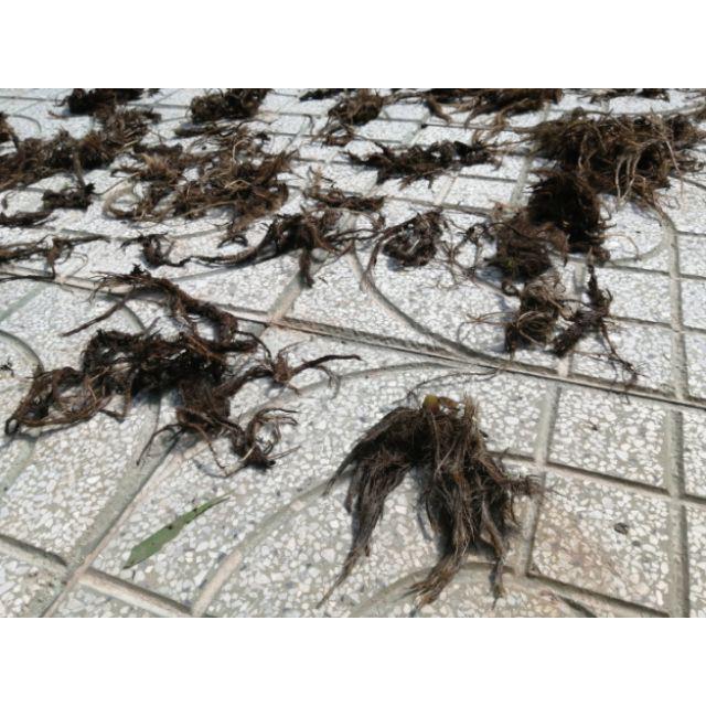 Rễ bèo tây